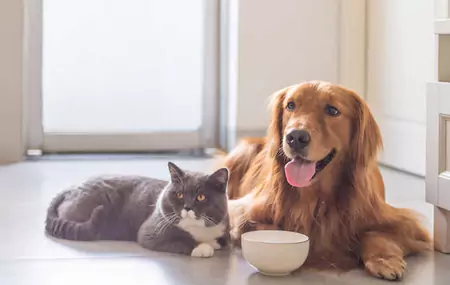 ¿Pueden los hámsters comer golosinas para perros?