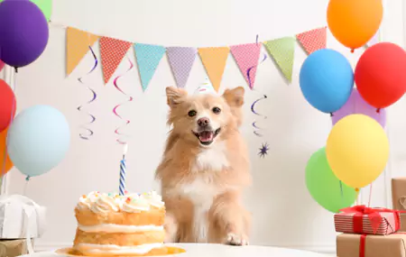 ¿Qué necesitas para una fiesta de cumpleaños de mascotas?